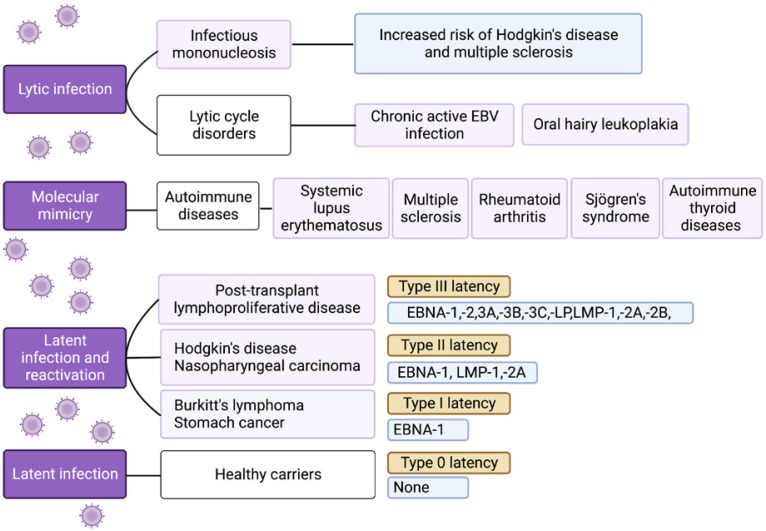 Epstein-Barr virus and autoimmunity: effective preventive and therapeutic strategies are urgently needed.