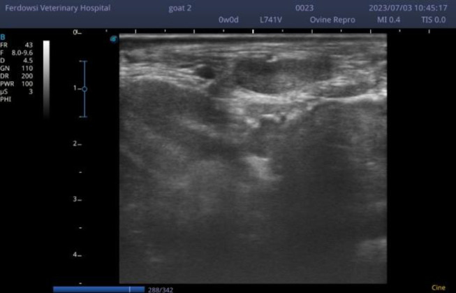 Ultrasonographic evaluation of the supramammary lymph nodes and udder's tissue in Saanen goat and its relation with subclinical mastitis.