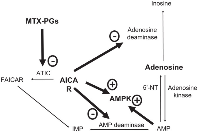 Methotrexate and cardiovascular prevention: an appraisal of the current evidence.