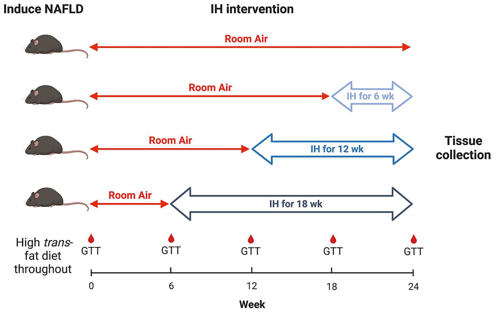 Duration of intermittent hypoxia impacts metabolic outcomes and severity of murine NAFLD.
