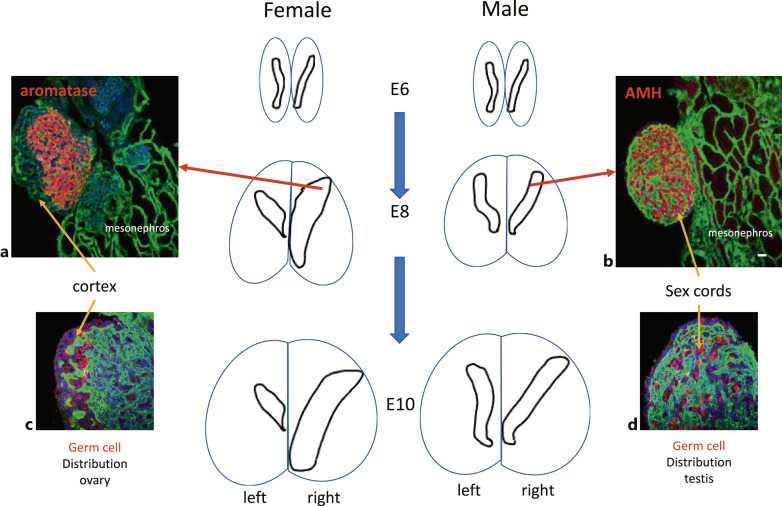 Avian Sex Determination: A Chicken and Egg Conundrum.