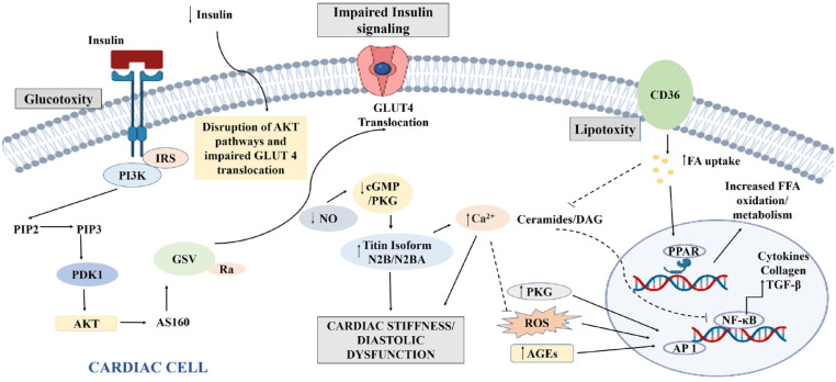 A comprehensive review of the novel therapeutic targets for the treatment of diabetic cardiomyopathy.