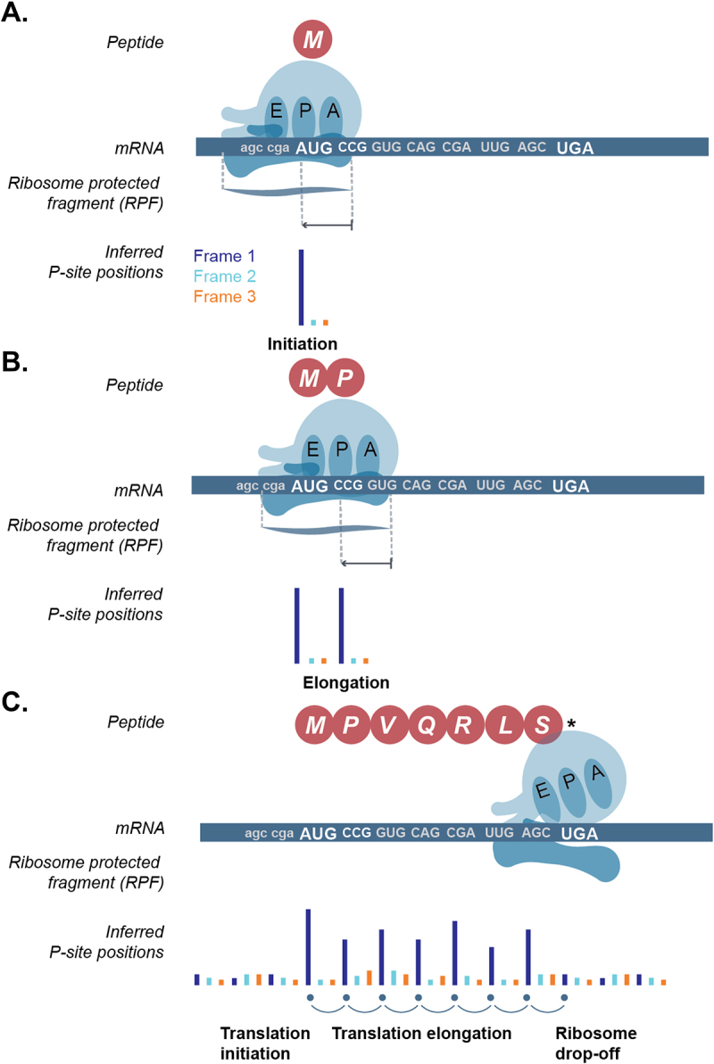 Discovering microproteins: making the most of ribosome profiling data.