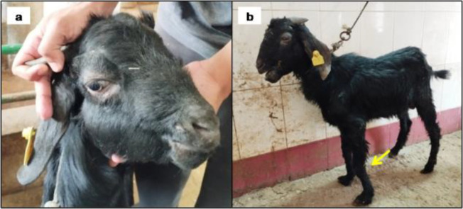 Clinicopathological investigation of nutritional osteodystrophia fibrosa in a flock of young stall-fed goats.
