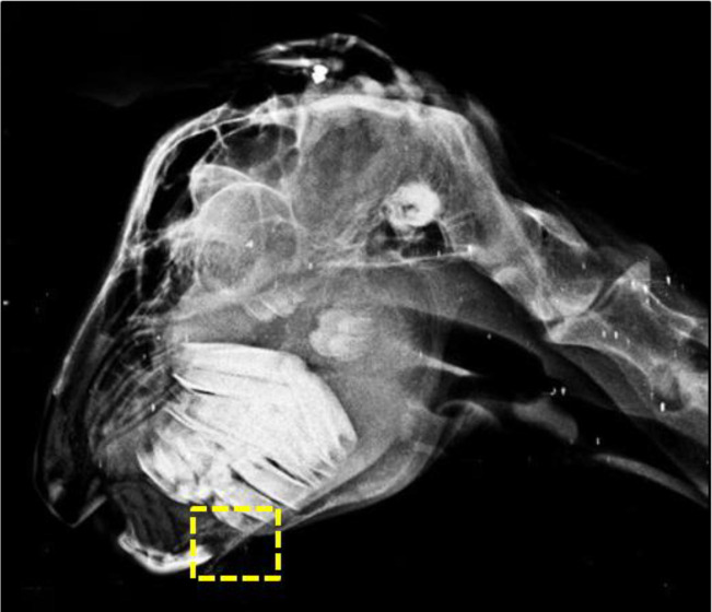 Clinicopathological investigation of nutritional osteodystrophia fibrosa in a flock of young stall-fed goats.