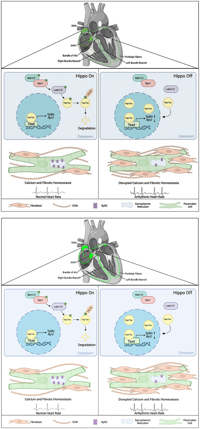 Hippo Signaling: Advances in Potential Therapeutic Targets for Sinoatrial Node Disorders.