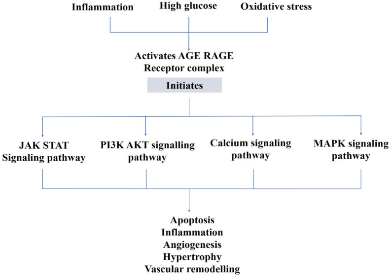 A comprehensive review of the novel therapeutic targets for the treatment of diabetic cardiomyopathy.