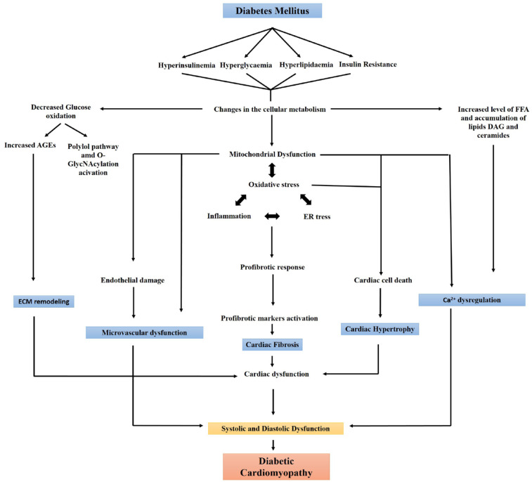 A comprehensive review of the novel therapeutic targets for the treatment of diabetic cardiomyopathy.