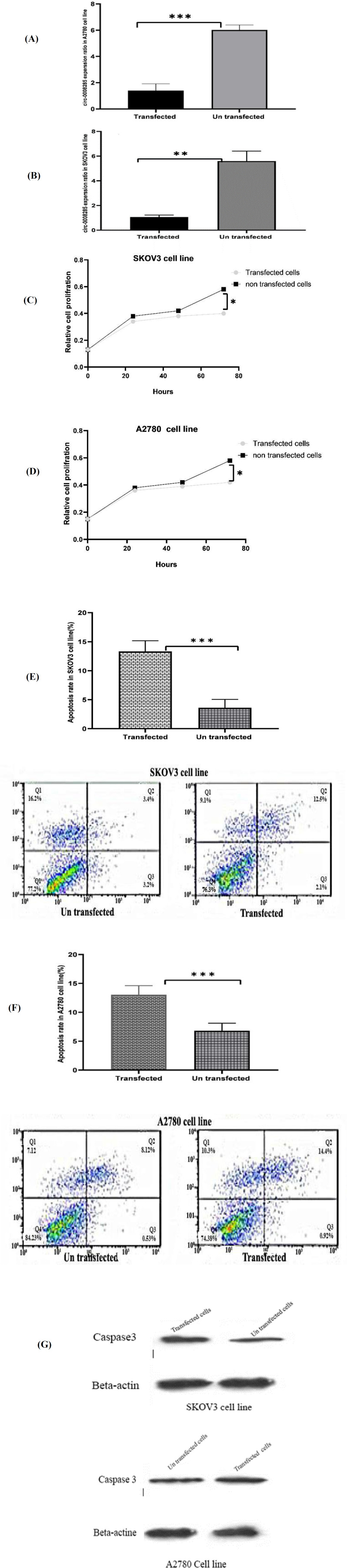Has_circ_0008285/miR-211-5p/SIRT-1 Axis Suppress Ovarian Cancer Cells Progression.