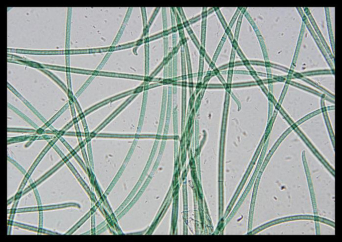 Abstract Image
