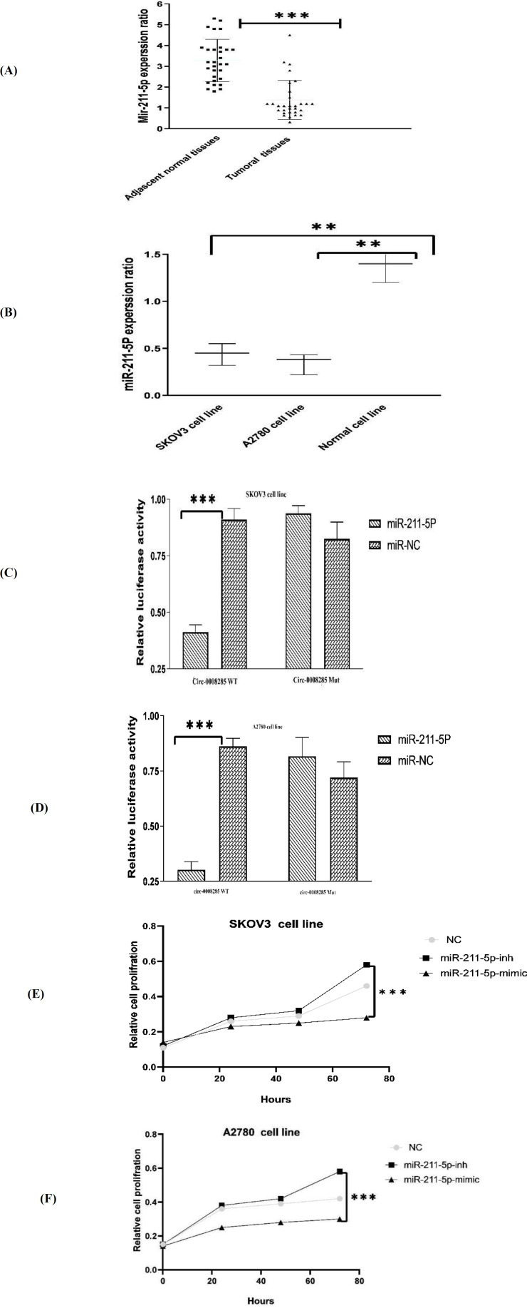 Has_circ_0008285/miR-211-5p/SIRT-1 Axis Suppress Ovarian Cancer Cells Progression.