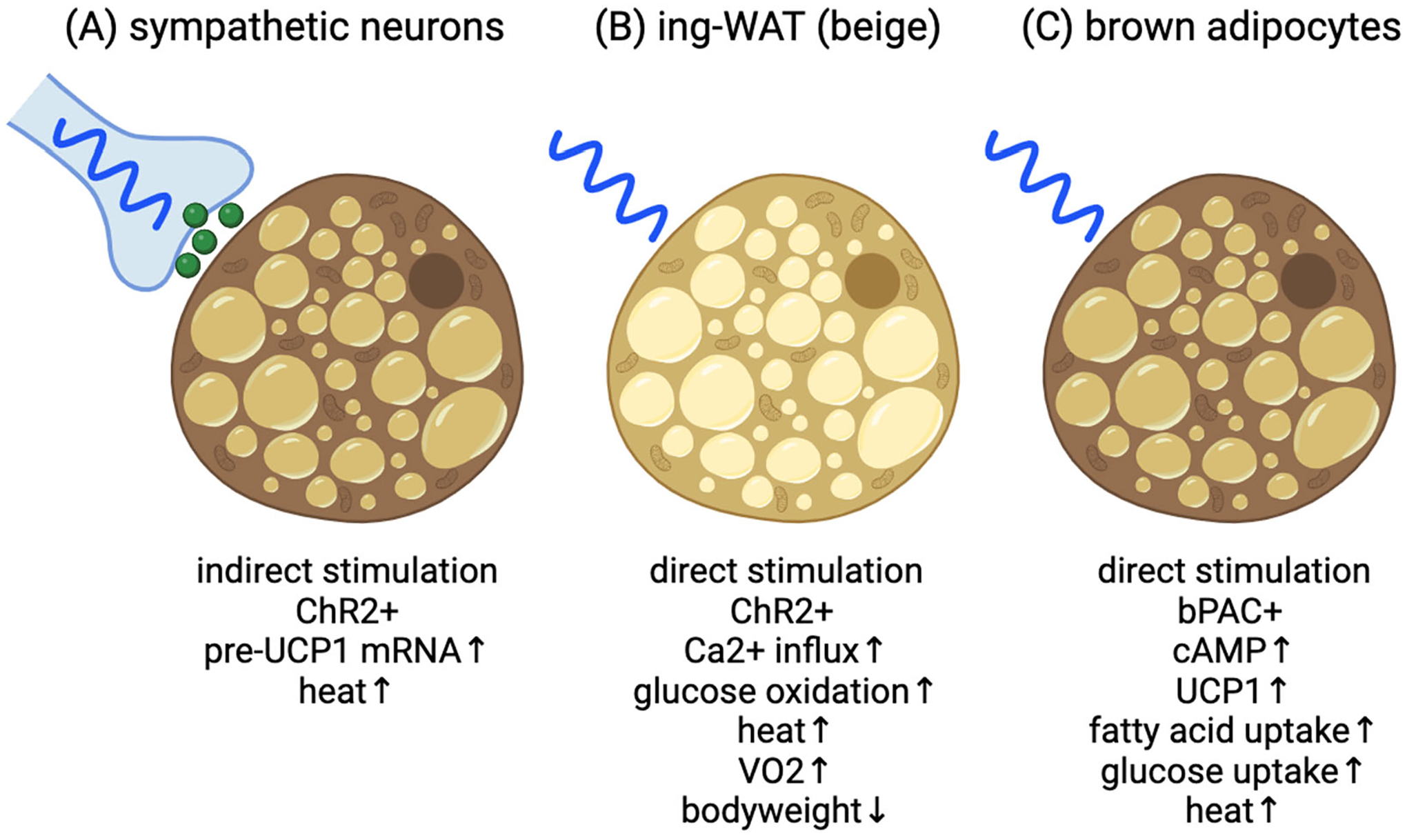 Optogenetics Sheds Light on Brown and Beige Adipocytes.