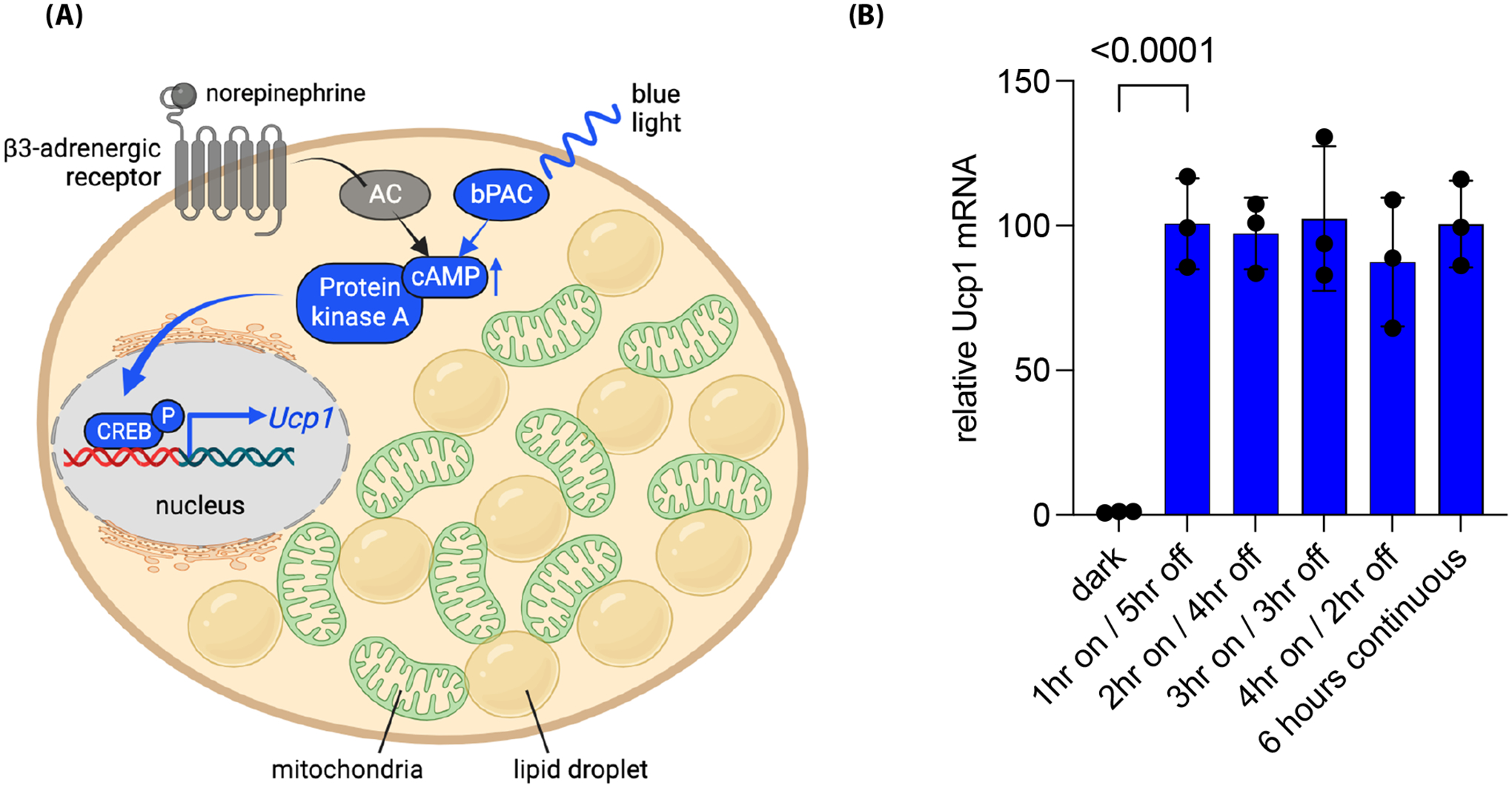 Optogenetics Sheds Light on Brown and Beige Adipocytes.