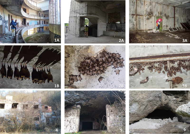 Important underground roosts for bats in Bulgaria: current state and priorities for conservation.
