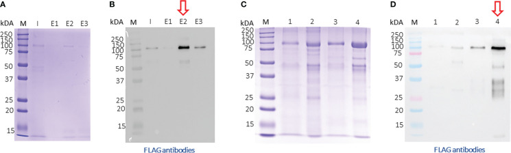 The luminal domain of <i>Toxoplasma gondii</i> sortilin adopts a ring-shaped structure exhibiting motifs specific to apicomplexan parasites.