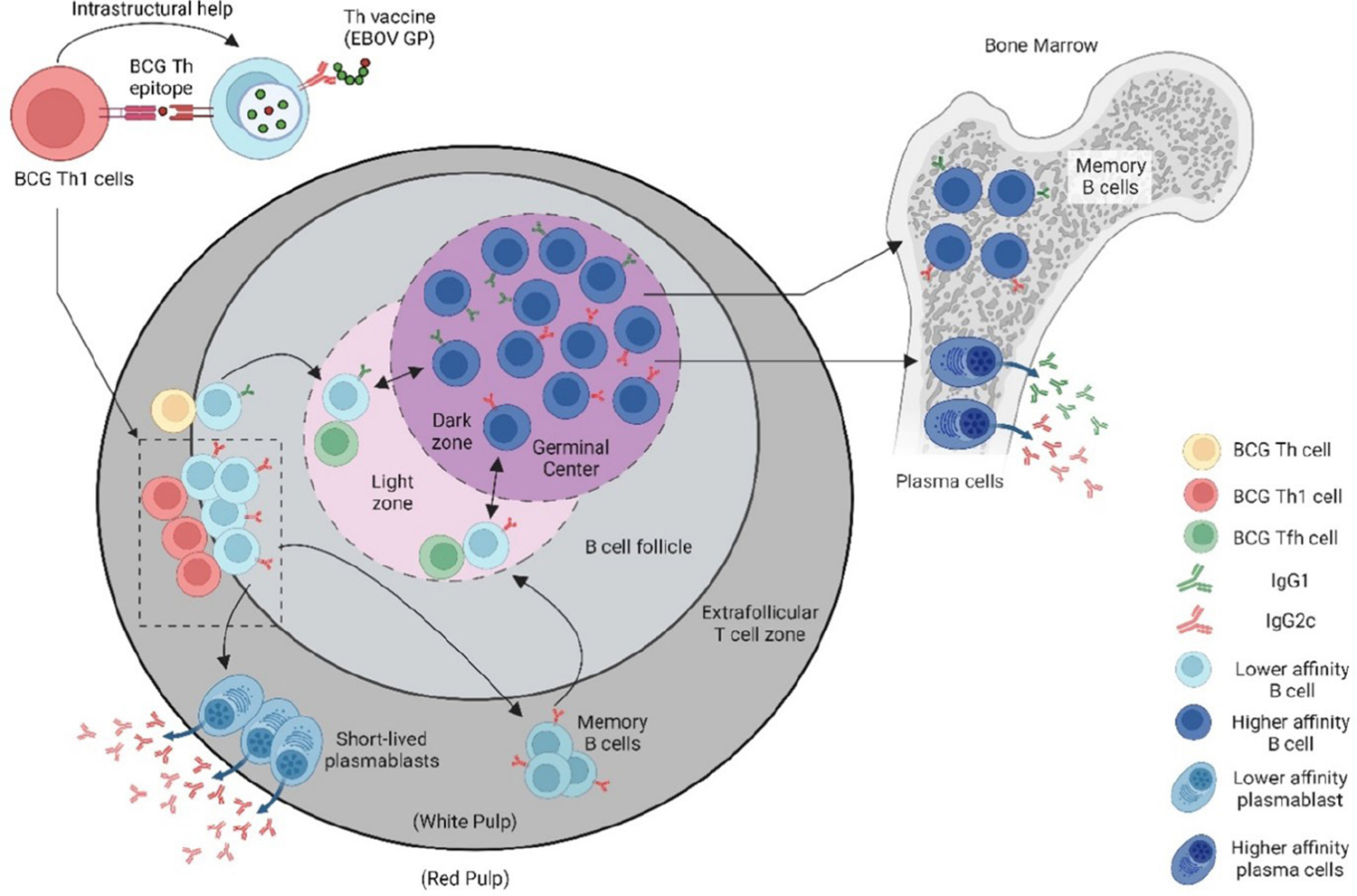 Designing Anti-Viral Vaccines that Harness Intrastructural Help from Prior BCG Vaccination.
