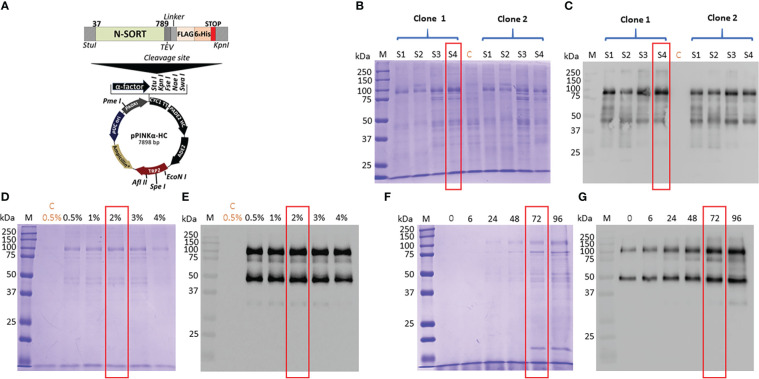 The luminal domain of <i>Toxoplasma gondii</i> sortilin adopts a ring-shaped structure exhibiting motifs specific to apicomplexan parasites.