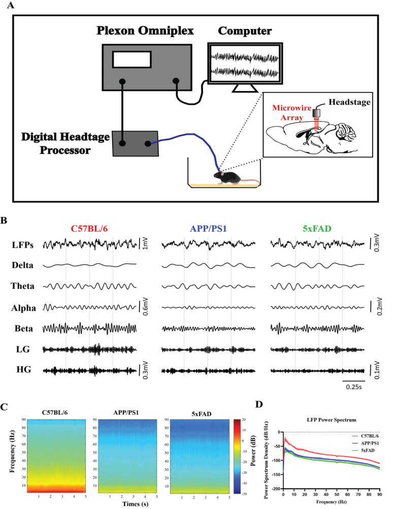 Neural Oscillation Disorder in the Hippocampal CA1 Region of Different Alzheimer's Disease Mice.