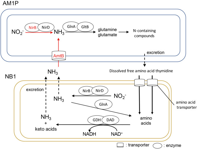 Effects of Co-existing Heterotrophs on Physiology of and Nitrogen Metabolism in Autotrophic Nitrite-oxidizing Candidatus Nitrotoga.