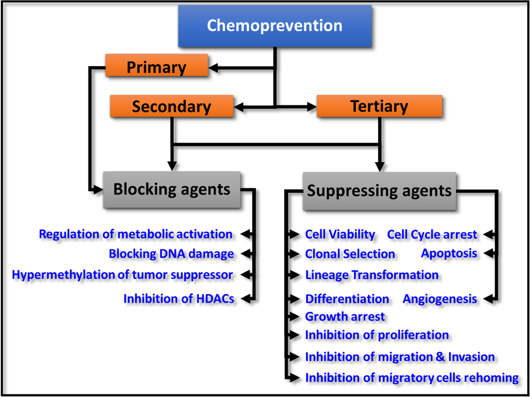 Chemoprevention of neuroblastoma: progress and promise beyond uncertainties.