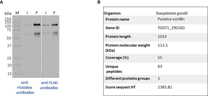 The luminal domain of <i>Toxoplasma gondii</i> sortilin adopts a ring-shaped structure exhibiting motifs specific to apicomplexan parasites.