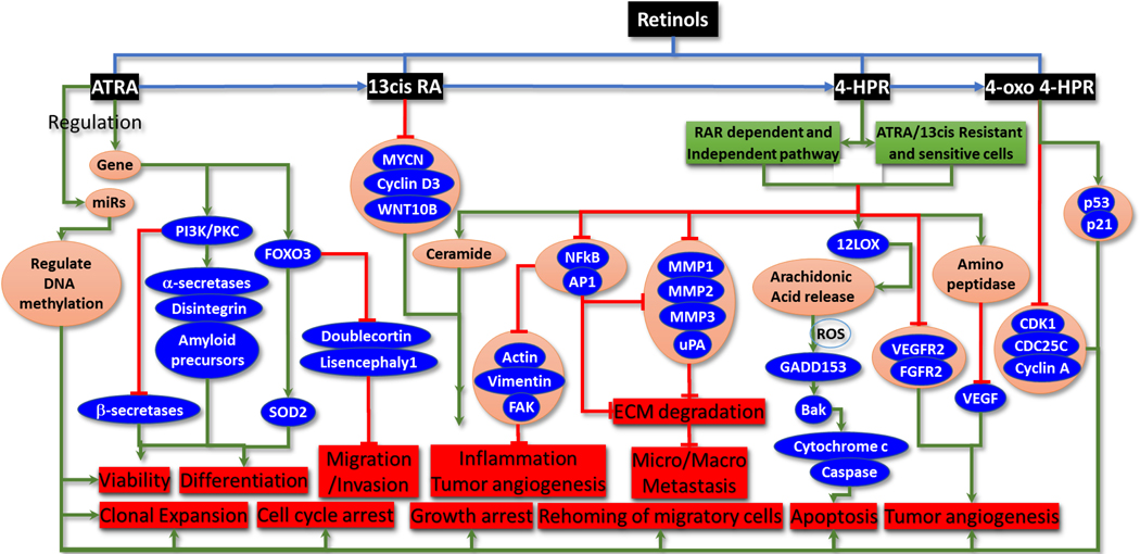 Chemoprevention of neuroblastoma: progress and promise beyond uncertainties.
