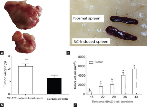Dendritic Cell-Based Immunity: Screening of Dendritic Cell Subsets in Breast Cancer-Bearing Mice.
