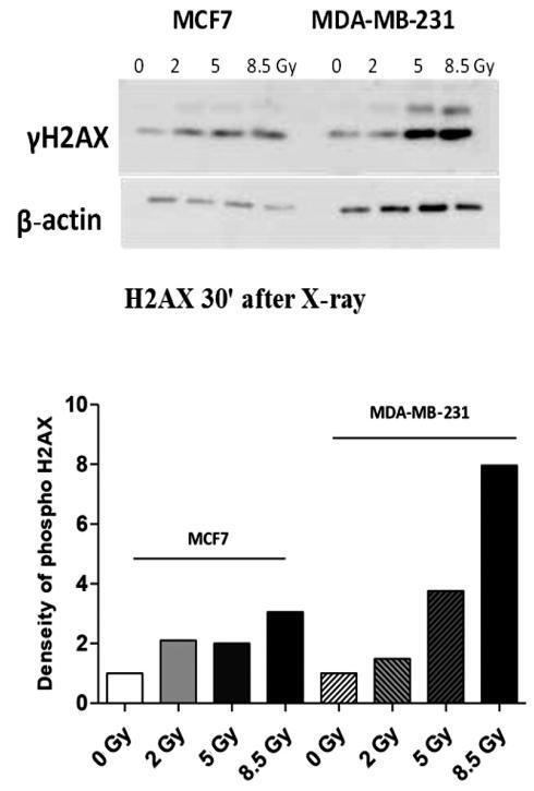 The Detection of DNA Damage Response in MCF7 and MDA-MB-231 Breast Cancer Cell Lines after X-ray Exposure.