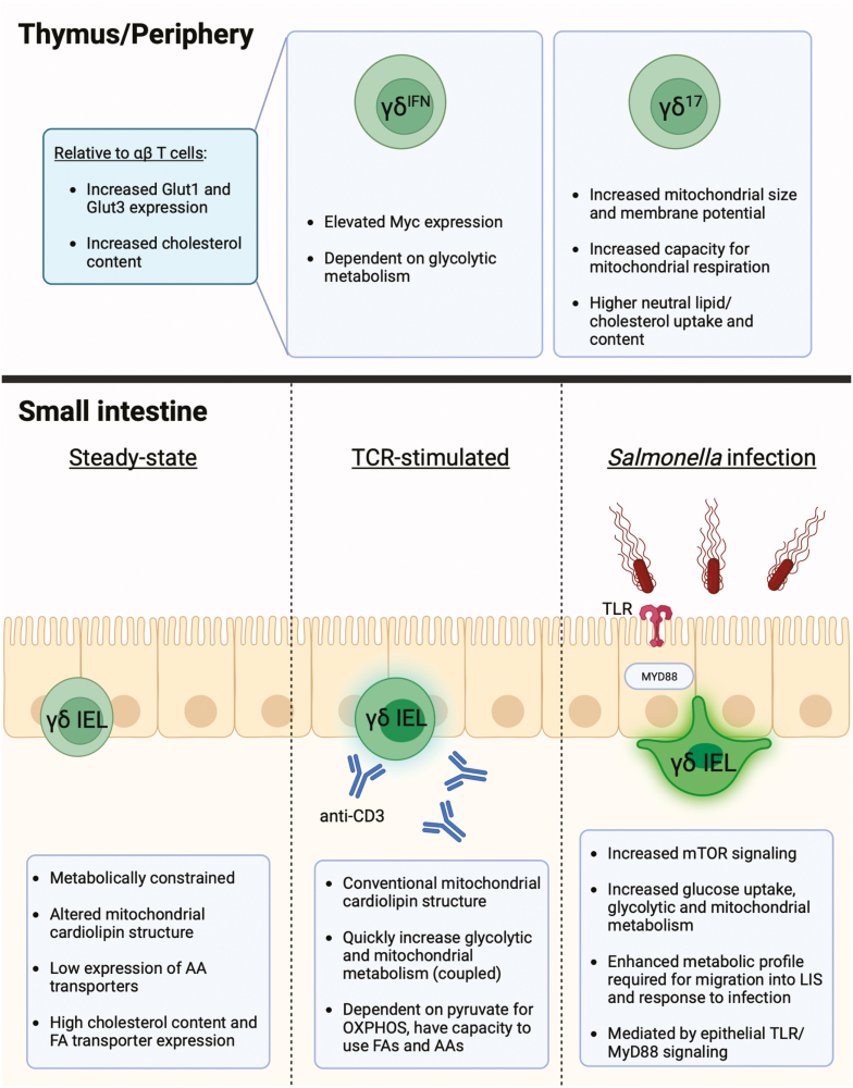 Metabolic regulation of γδ intraepithelial lymphocytes.