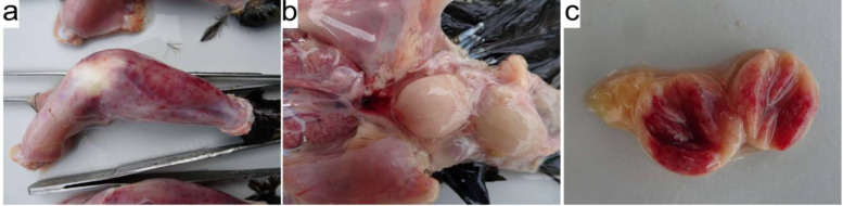 Isolation and molecular characterization of infectious bursal disease virus circulating in western and central India.