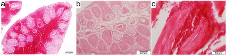 Isolation and molecular characterization of infectious bursal disease virus circulating in western and central India.