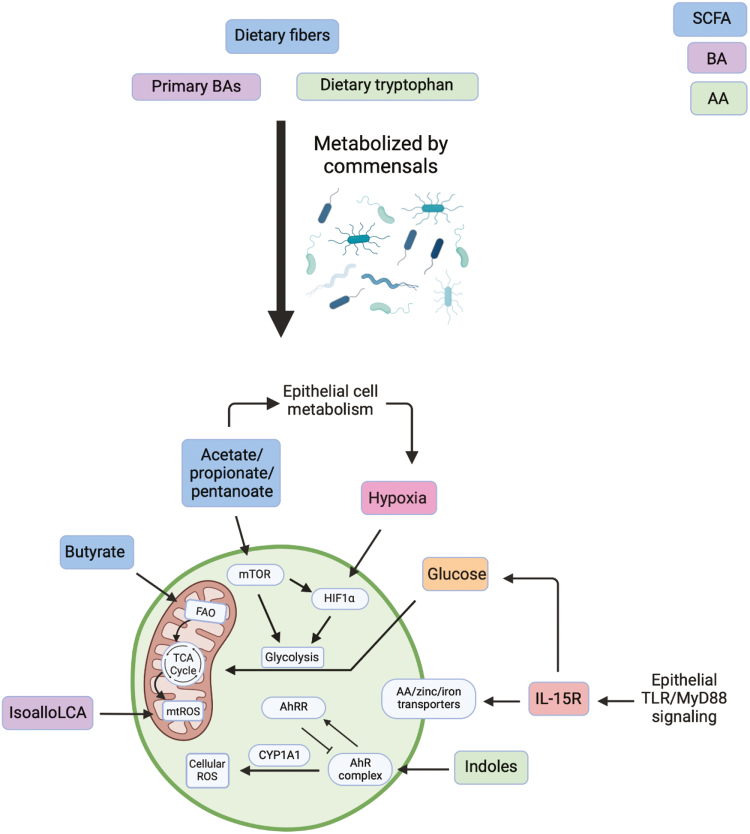 Metabolic regulation of γδ intraepithelial lymphocytes.