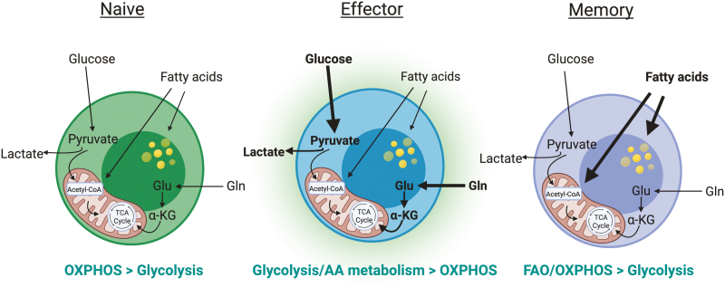 Metabolic regulation of γδ intraepithelial lymphocytes.