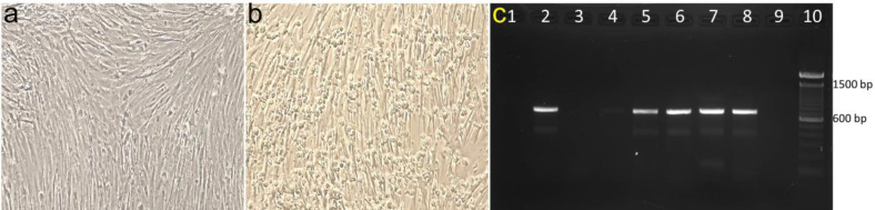Isolation and molecular characterization of infectious bursal disease virus circulating in western and central India.