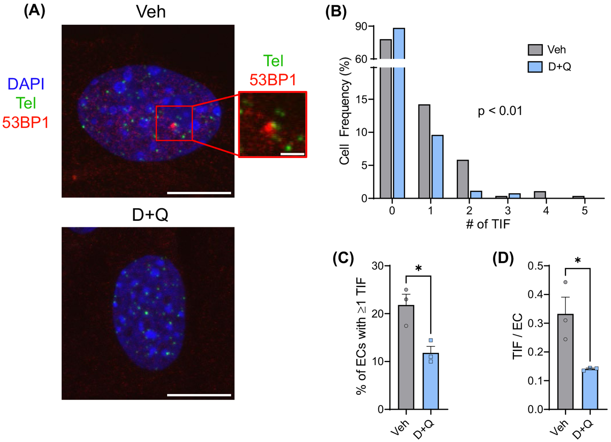 Senolytics Reduce Endothelial Cell DNA Damage and Telomere Dysfunction Despite Reductions in Telomere Length.