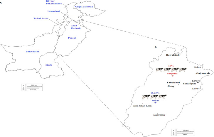 Molecular epidemiology, associated risk factors, and phylogeny of <i>Theileria annulata</i> infecting buffaloes and cattle from different agro-climatic regions of Punjab, Pakistan.