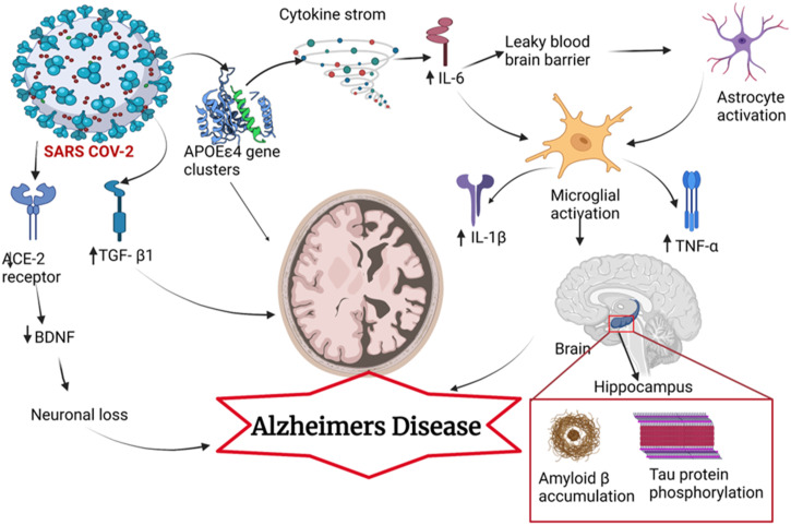 The Neuropathological Impacts of COVID-19: Challenges and Alternative Treatment Options for Alzheimer's Like Brain Changes on Severely SARS-CoV-2 Infected Patients.