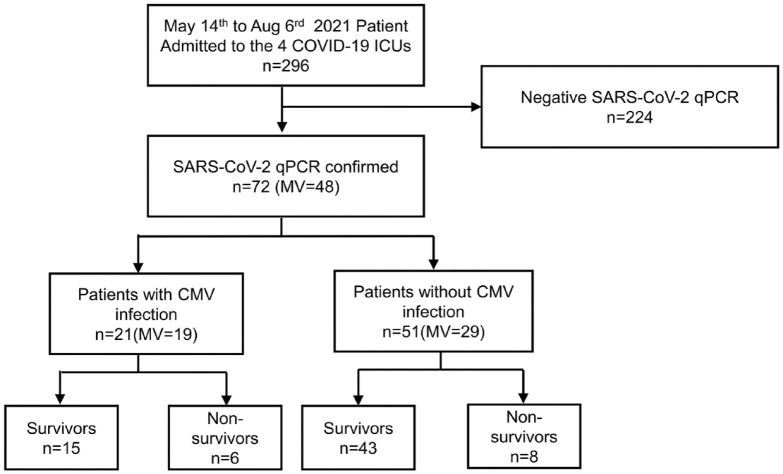 Analysis of the effect of cytomegalovirus infection in clinical outcomes and prolonged duration of SARS-CoV-2 shedding in intensive care unit patients with COVID-19 pneumonia.