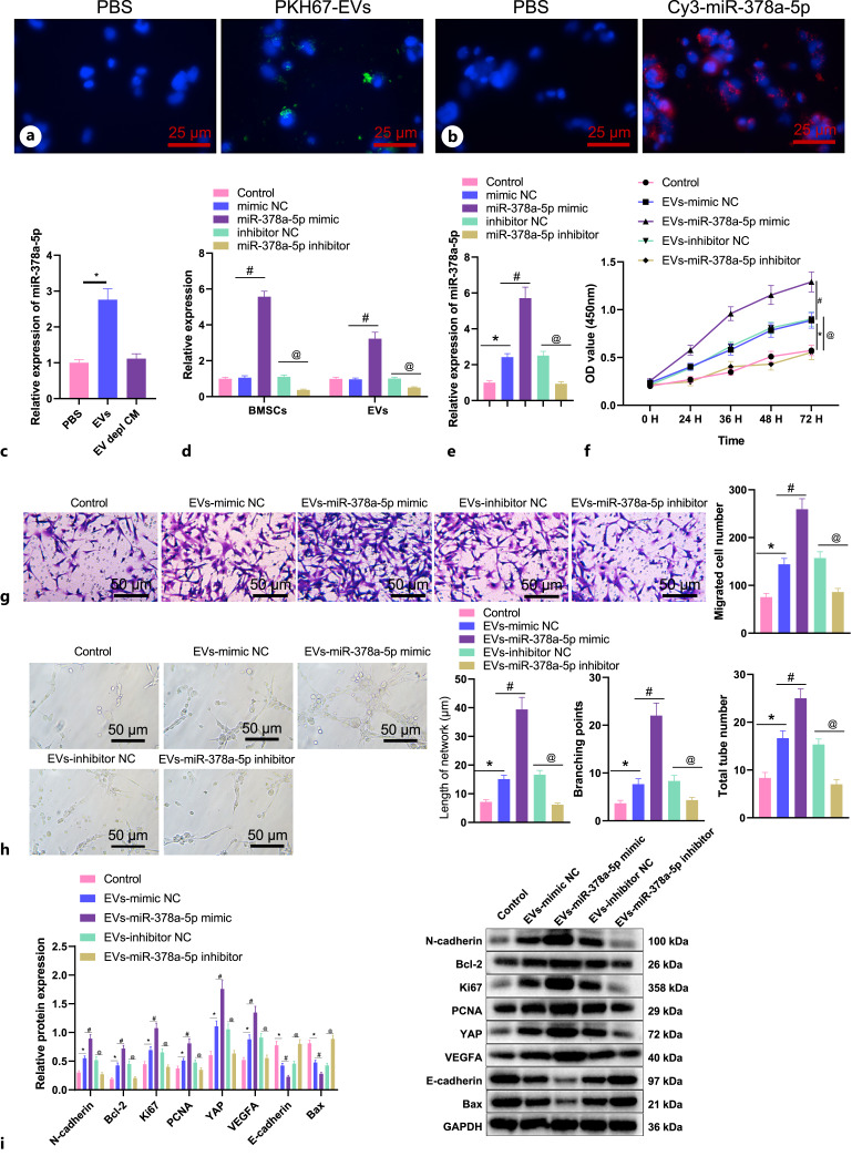 Bone Marrow Mesenchymal Stem Cells Release miR-378a-5p-Carried Extracellular Vesicles to Alleviate Rheumatoid Arthritis.