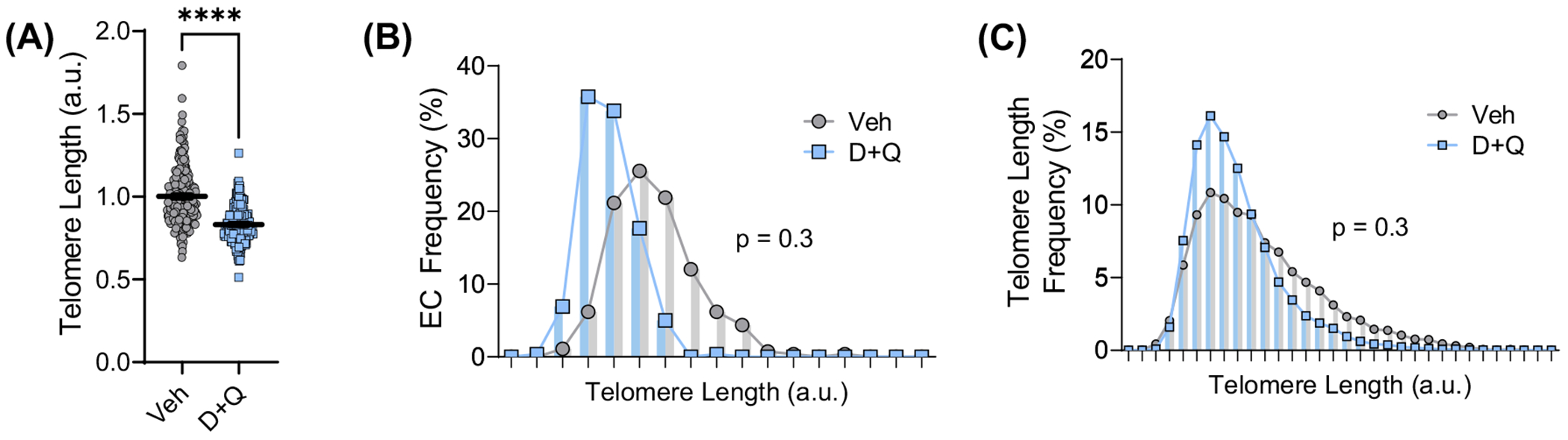 Senolytics Reduce Endothelial Cell DNA Damage and Telomere Dysfunction Despite Reductions in Telomere Length.
