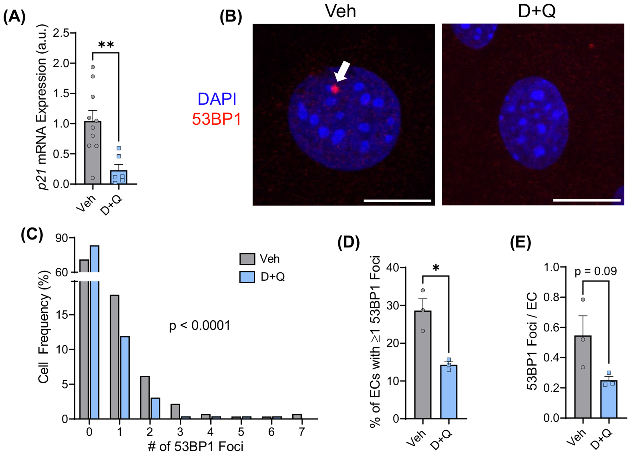 Senolytics Reduce Endothelial Cell DNA Damage and Telomere Dysfunction Despite Reductions in Telomere Length.