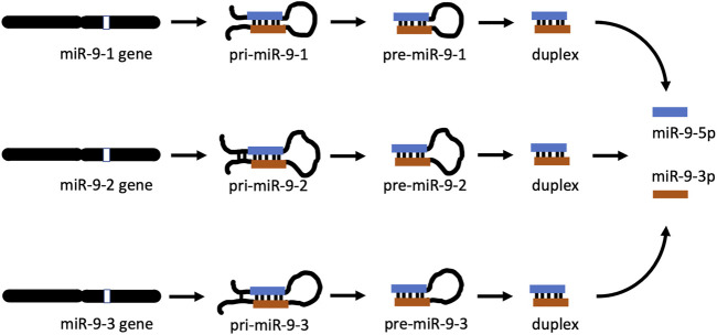 miR-9 utilizes precursor pathways in adaptation to alcohol in mouse striatal neurons.