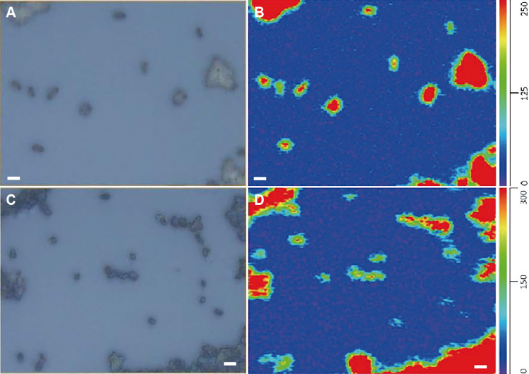 Domain-level Identification of Single Prokaryotic Cells by Optical Photothermal Infrared Spectroscopy.