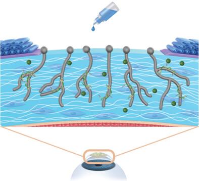 Overcoming the Stromal Barrier of the Cornea with a Peptide Conjugate Nano-Assembly to Combat Fungal Keratitis