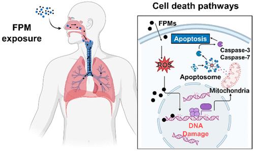 Cell Death Pathways: The Variable Mechanisms Underlying Fine Particulate Matter-Induced Cytotoxicity