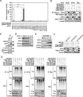 MEKs/ERKs-mediated FBXO1/E2Fs interaction interference modulates G1/S cell cycle transition and cancer cell proliferation