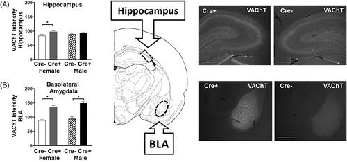 ChAT::Cre transgenic rats show sex-dependent altered fear behaviors, ultrasonic vocalizations and cholinergic marker expression