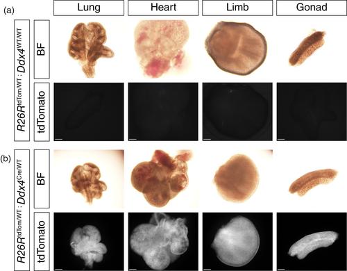 Generation and characterization of a Ddx4-iCre transgenic line for deletion in the germline beginning at genital ridge colonization