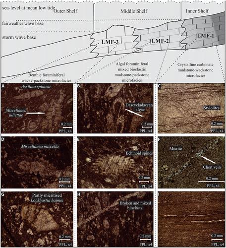 Microfacies analysis of the Palaeocene Lockhart limestone on the eastern margin of the Upper Indus Basin (Pakistan): Implications for the depositional environment and reservoir characteristics