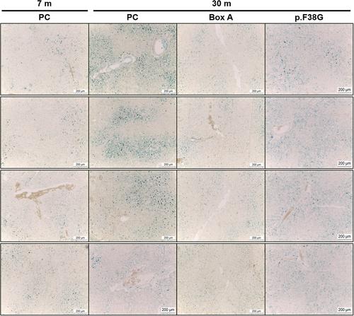 Erratum to “The roles of HMGB1-produced DNA gaps in DNA protection and aging biomarker reversal”